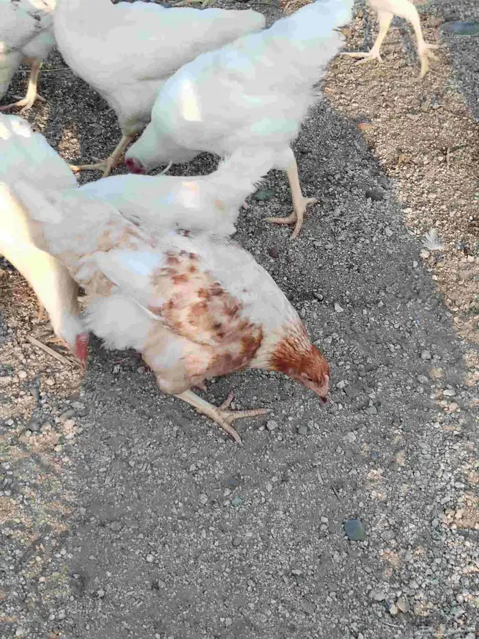 لوهمان براون 1