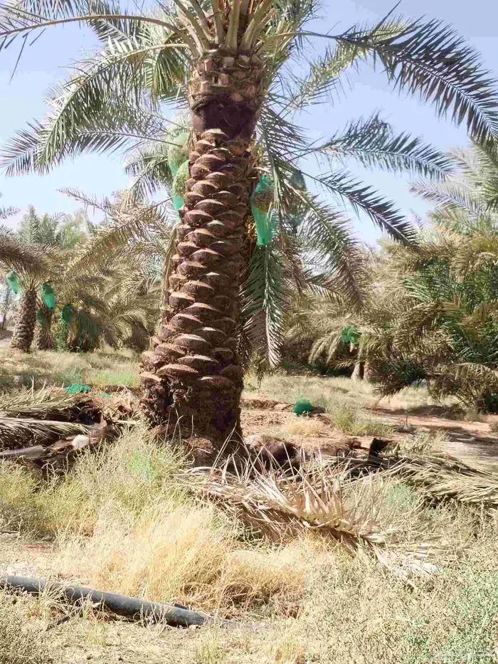 تكريب وتشذيب النخل العربي 2