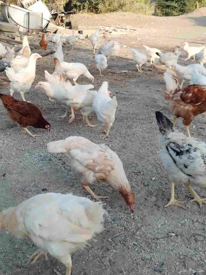 لوهمان براون 6