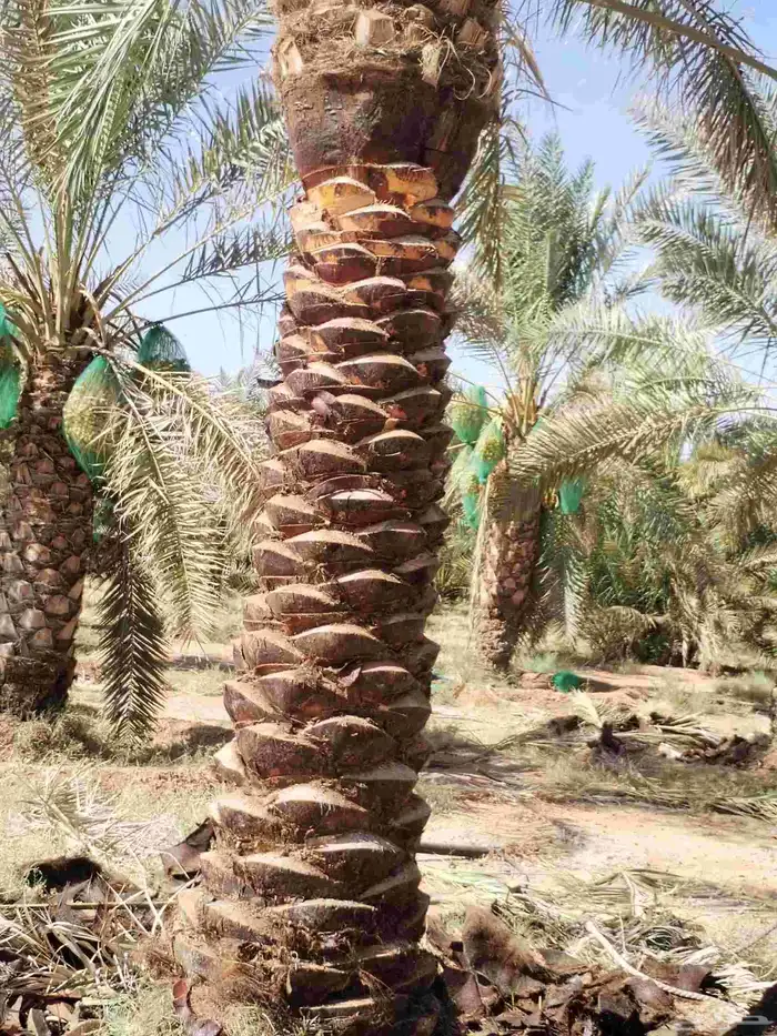 تكريب وتشذيب النخل العربي 0