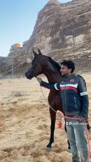 سايس اشتغل عساف خيول. ف الرياض وتساب اتصال 0
