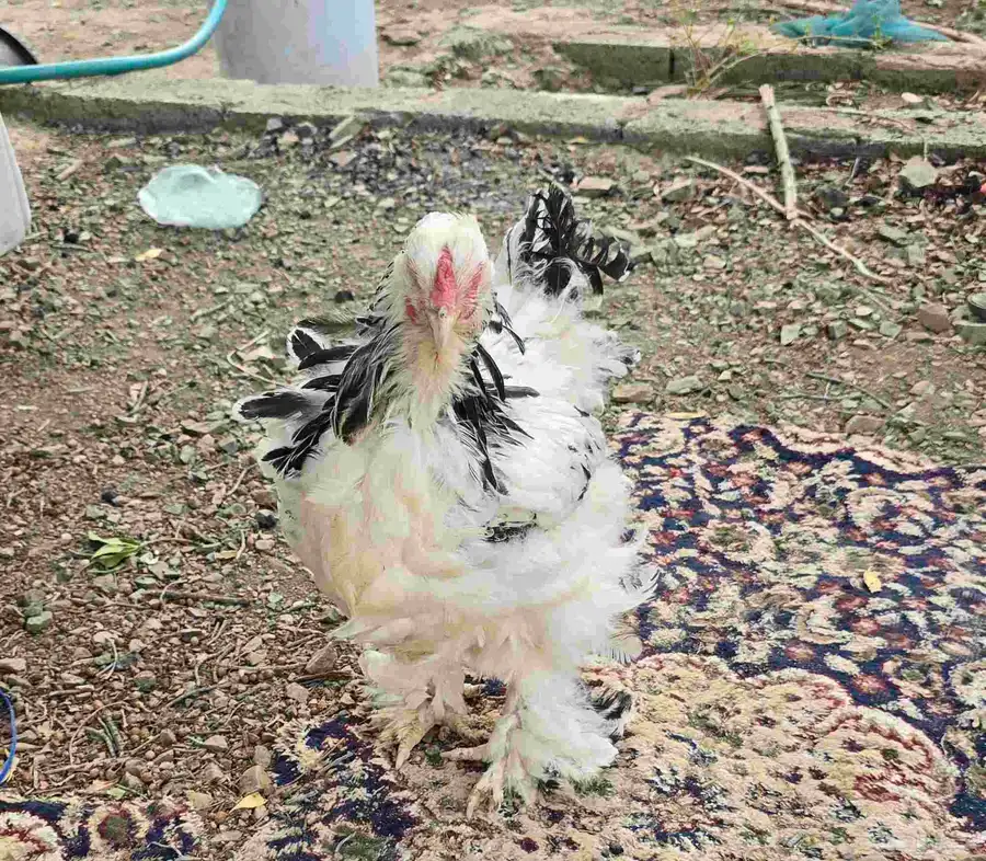 دجاجة براهما للبيع العمر فوق سنة 0