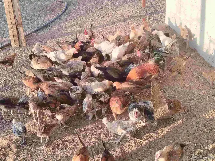 دجاج بلدي 0