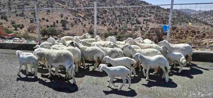 غنم حريات خلفات 4