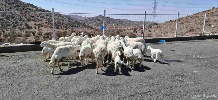 غنم حريات خلفات 5