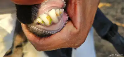 عنز ثنيه. تم البيع 3