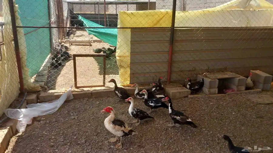بط مصري سوبر جانبو بياض 1