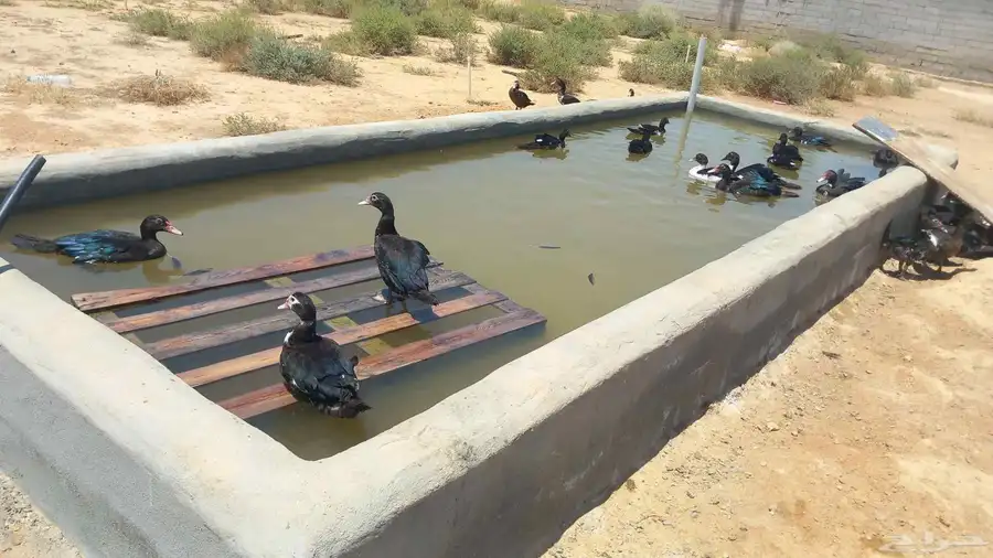 بط مصري سوبر جانبو بياض 4