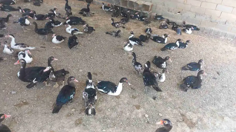 بط مصري سوبر جانبو بياض 3