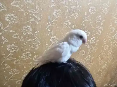 ببغاء روز أبيض   أليف لطيف   فرصة للمهتمين 6
