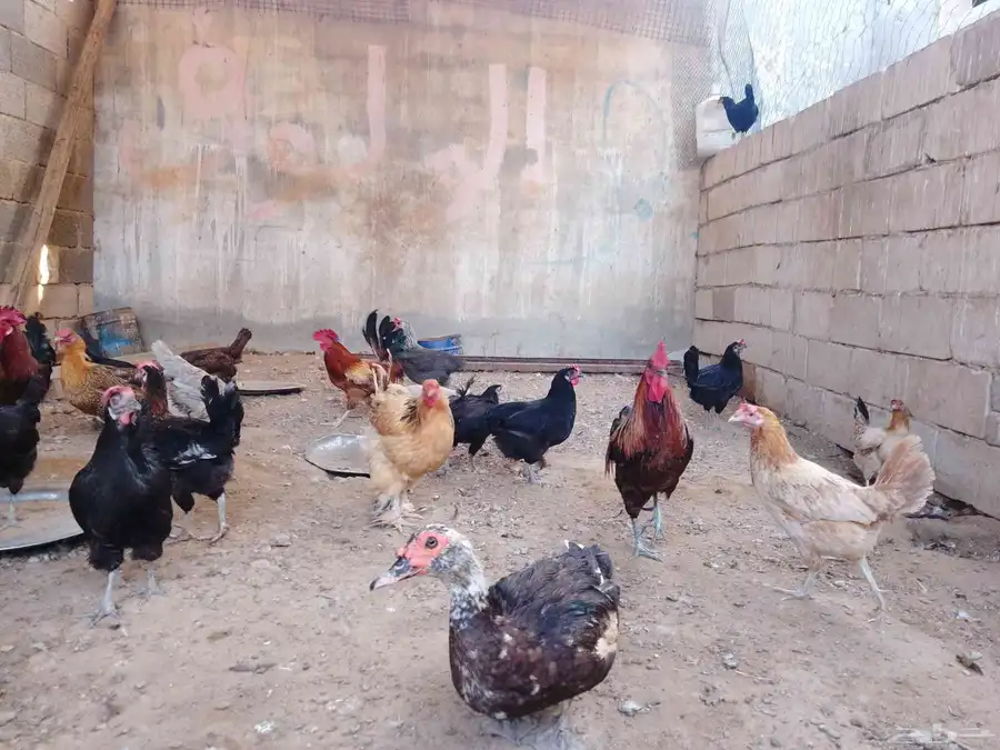 دجاج بلدي بياض وبط بياض وذكر وز 2