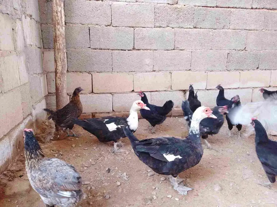 دجاج بلدي بياض وبط بياض وذكر وز 5