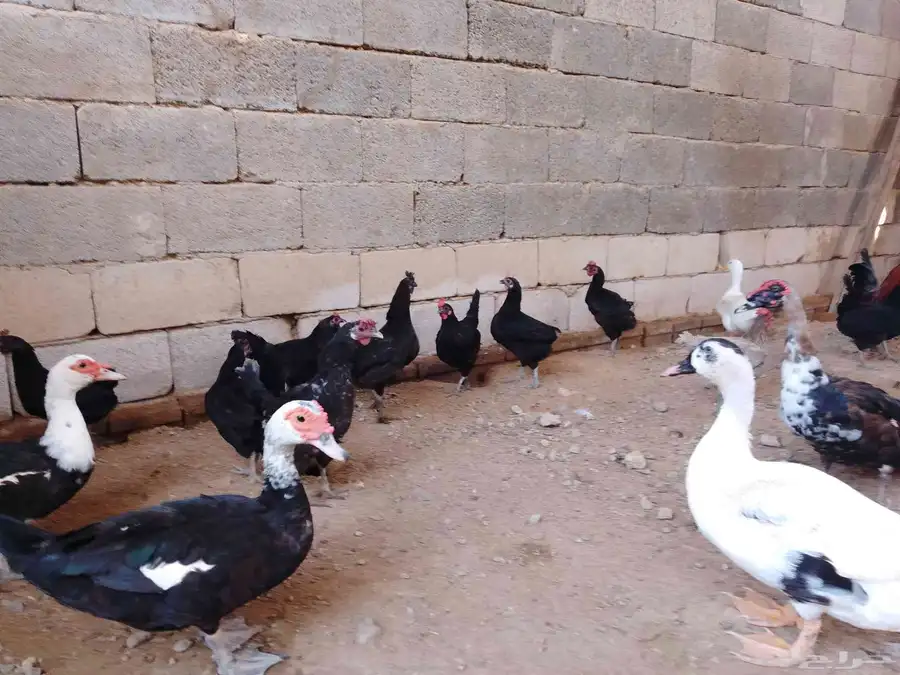 دجاج بلدي بياض وبط بياض وذكر وز 4