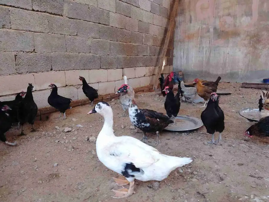 دجاج بلدي بياض وبط بياض وذكر وز 3