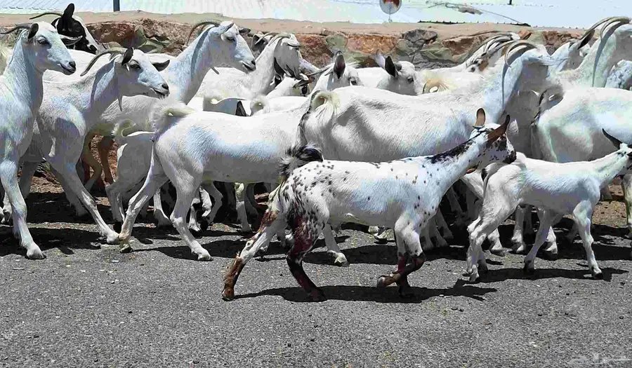 معزا بيشيات خلفات طيبه العدد 20 تحتها 17 للقناي 6