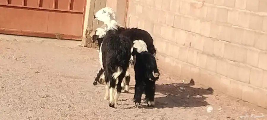 نجد ولد العدد 2 يتبعهن 2 خاروف ور خله 3