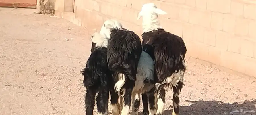 نجد ولد العدد 2 يتبعهن 2 خاروف ور خله 9