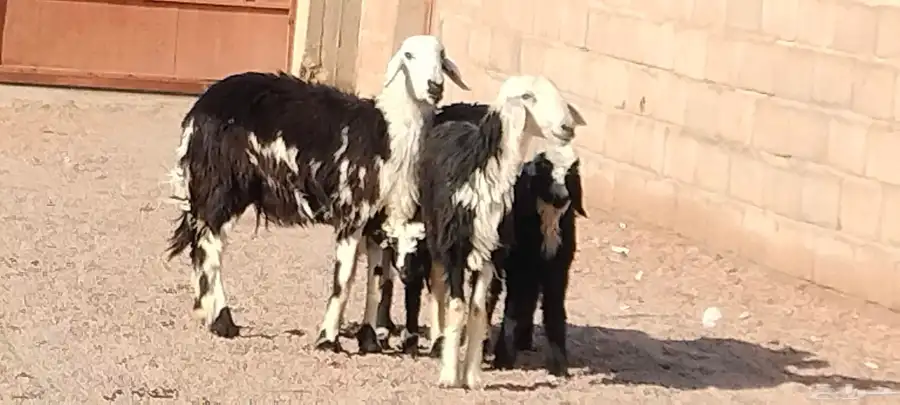 نجد ولد العدد 2 يتبعهن 2 خاروف ور خله 0