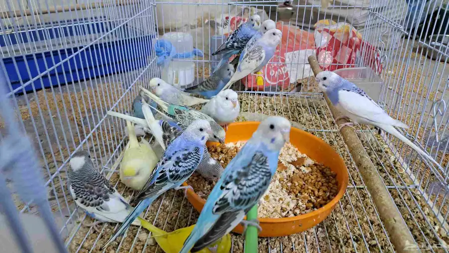 طيور بادجي العدد 17 الببع جمله 4