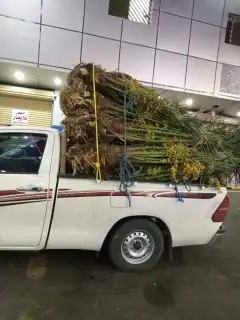 يتواجد لدينا نخل متواجد حايل 8