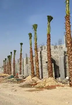 نخيل واشنطن للبيع 3