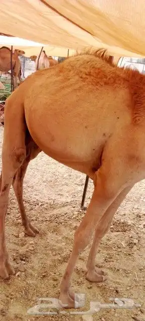 قعدان برابر تيوس سواكني مرابي index