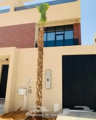 نخيل واشنطن للبيع 0