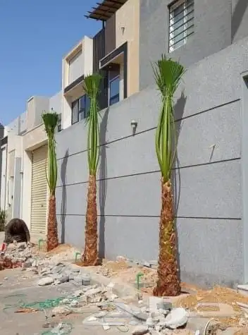 توريد وتركيب جميع انواع النخيل 3