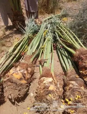 ابوناصر لتوريد جميع انواع النخيل العربي وواشنطن 4