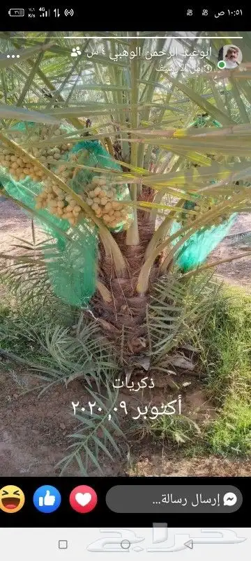 ابو علي توريد نخيل مثمر وزينه توصيل يشمل منطقة المملكه 4