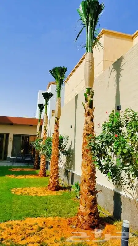 نخيل واشنطن للبيع 2
