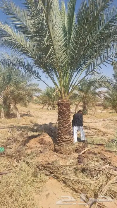 ابو علي توريد نخيل مثمر وزينه توصيل يشمل منطقة المملكه 5