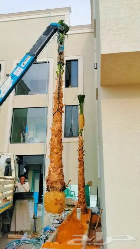 نخيل واشنطن للبيع 1