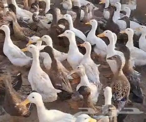 بط بكيني وبري لآحم للذبح 2