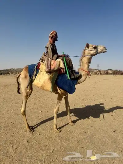 ركابي مشروطه للبيع 1