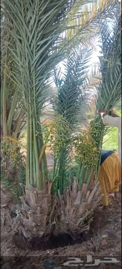 توريد جميع انواع النخل وتكريب جميع انواع النخل 7