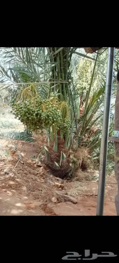 توريد جميع انواع النخل وتكريب جميع انواع النخل 4