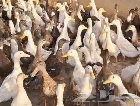 بط بكيني وبري لآحم للذبح 0