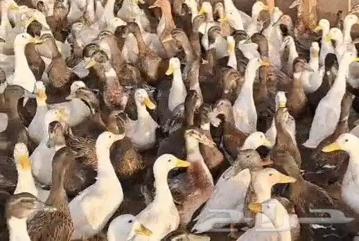 بط بكيني وبري لآحم للذبح 1