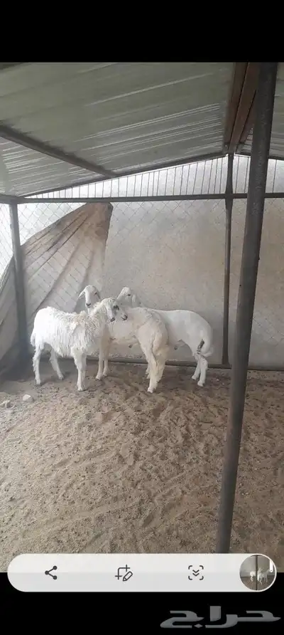 خرفان ذبايح 1