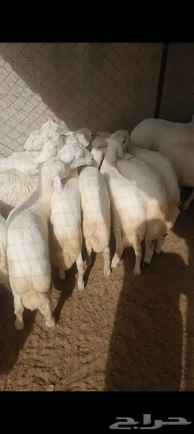 خرفان ورخال 1