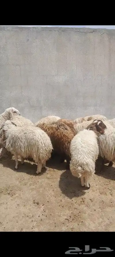 ذبايح نعيمي للبيع 0