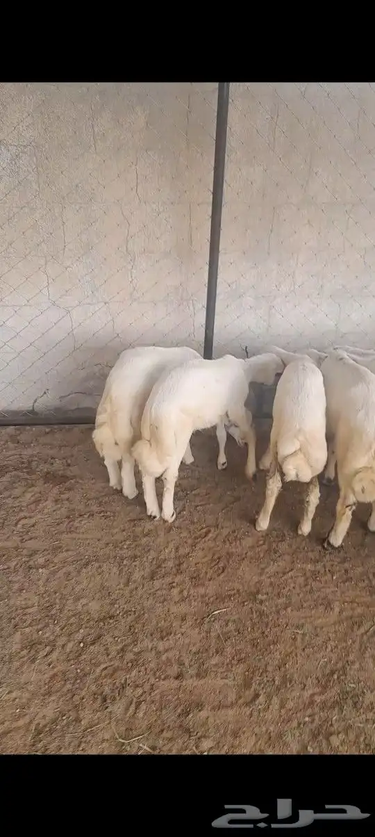 خرفان ورخال 5