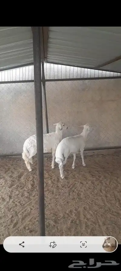 خرفان ذبايح 2