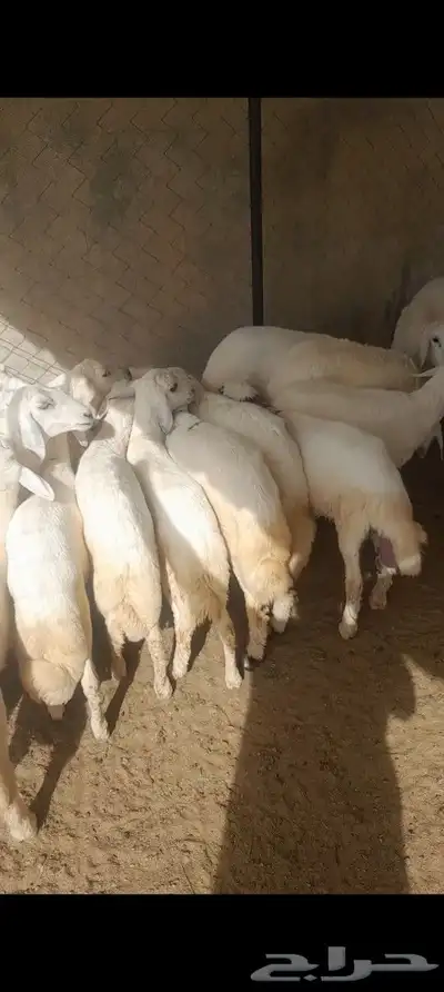 خرفان ورخال 0