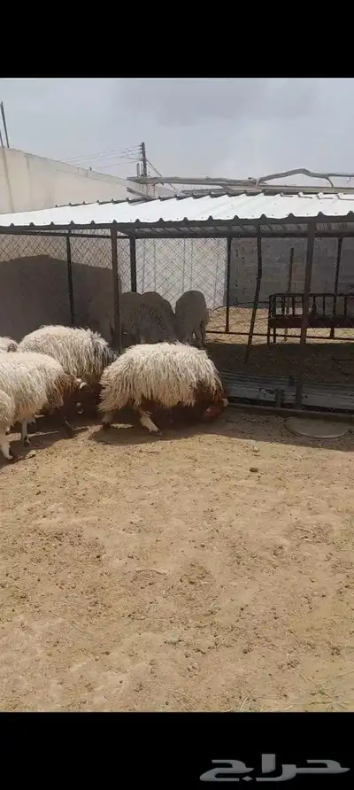 ذبايح نعيمي للبيع 2