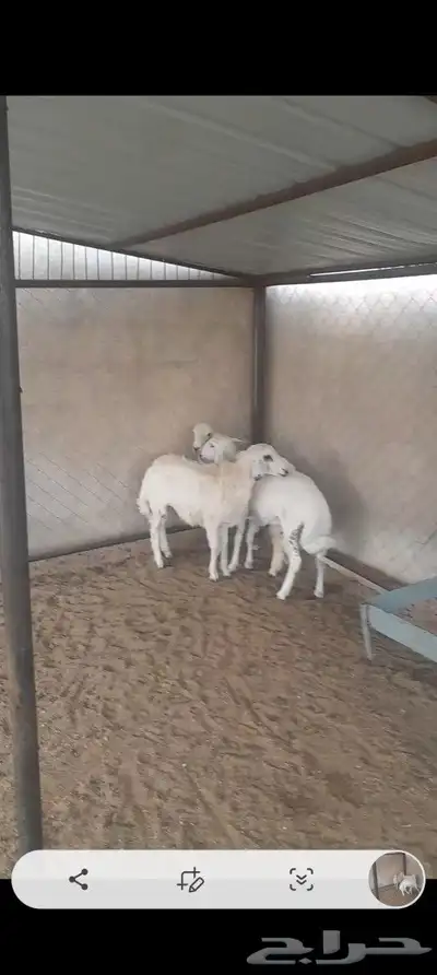 خرفان ذبايح 3