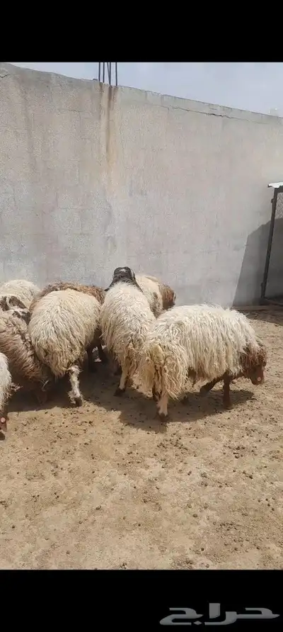 ذبايح نعيمي للبيع 1