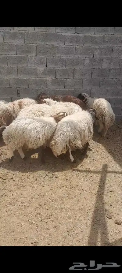 ذبايح نعيمي للبيع 3