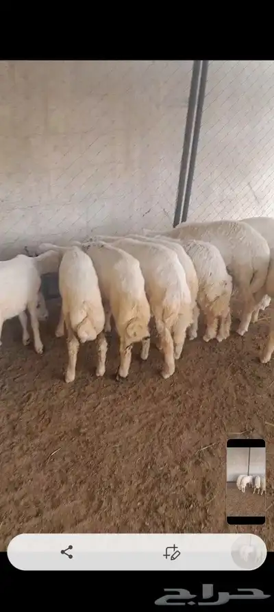 خرفان ورخال 4